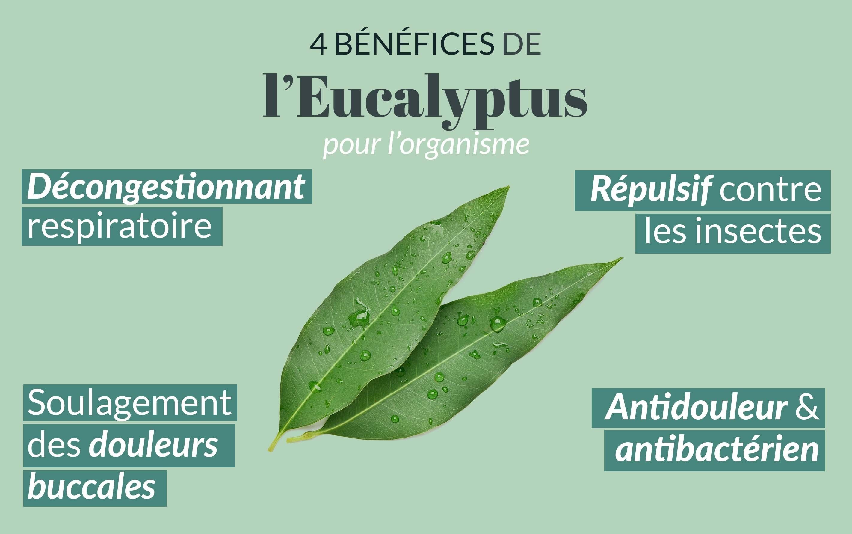 Huile essentielle Eucalyptus Citronné - Saint-Hilaire