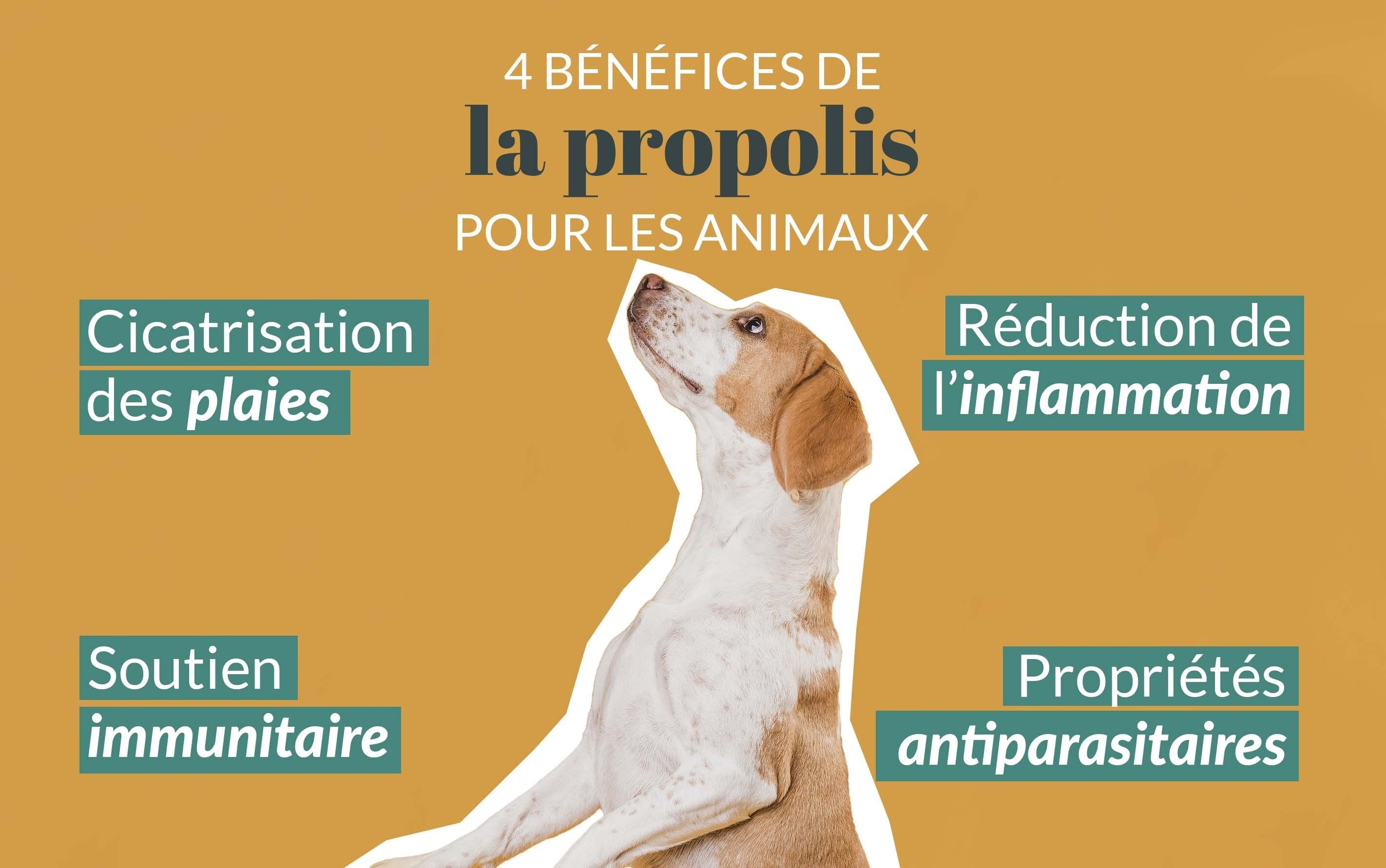 Poudre cutanée propolis pour animaux - Propolia