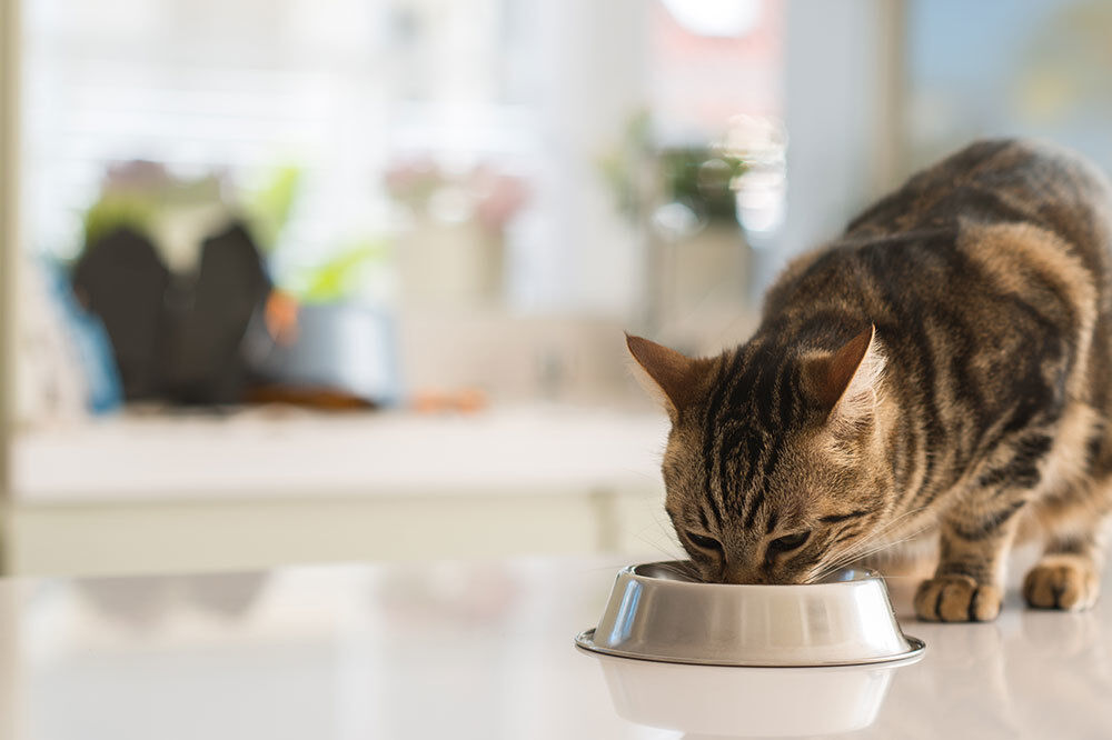 La spiruline pour le chat