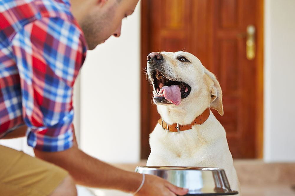 La spiruline pour chien