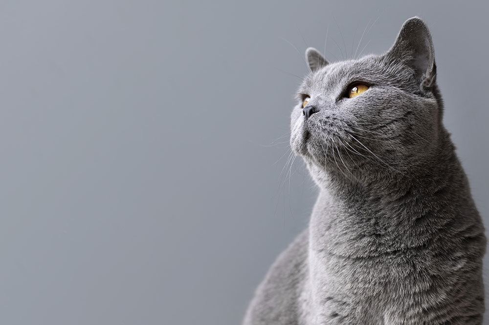 La spiruline est-elle dangereuse pour le chat ?