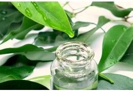 Lutter contre l'eczéma avec l'huile essentielle de tea tree