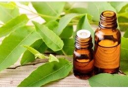 L'huile essentielle d'eucalyptus globulus : ses bienfaits