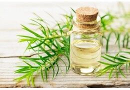 Mal de gorge et l'huile essentielle de tea tree : est-ce efficace ?